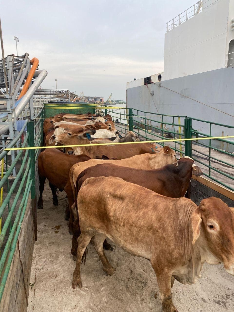 Slaughter Export