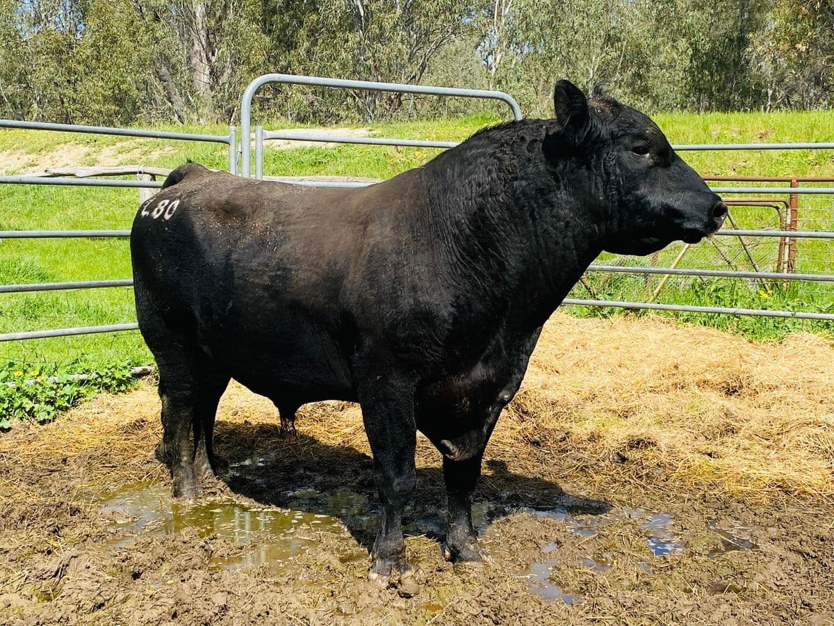 Beef Cattle photo 11