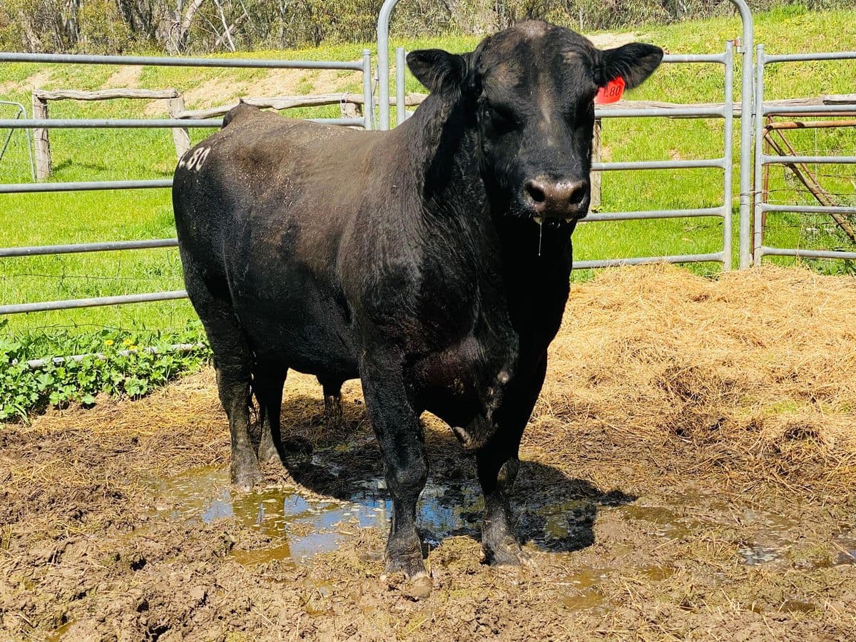Beef Cattle photo 12