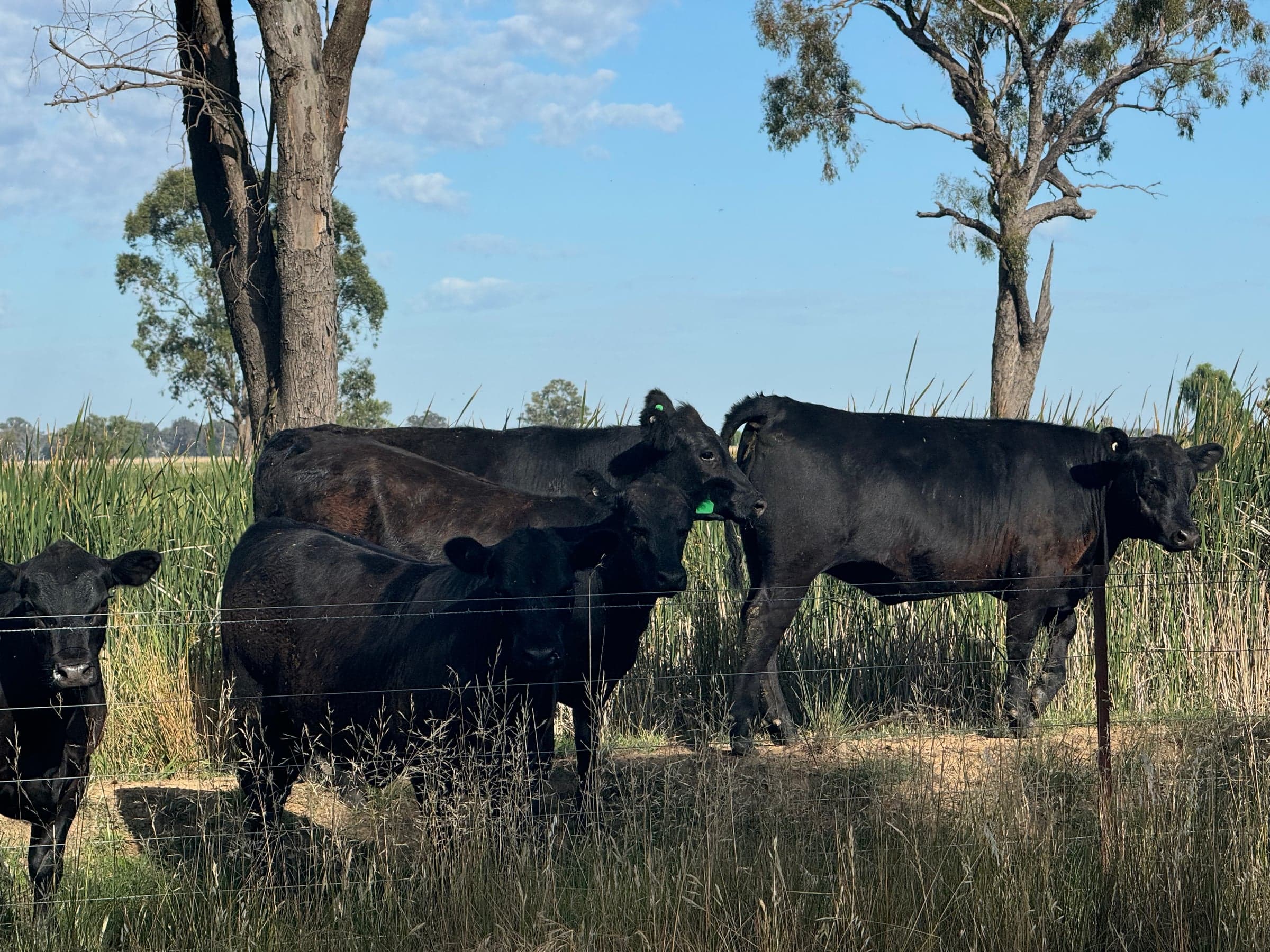Beef Cattle photo 2