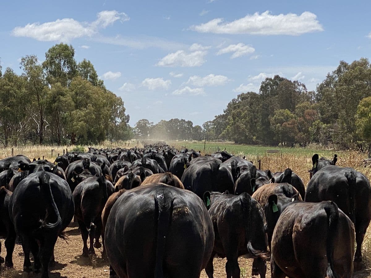 Beef Cattle photo 6