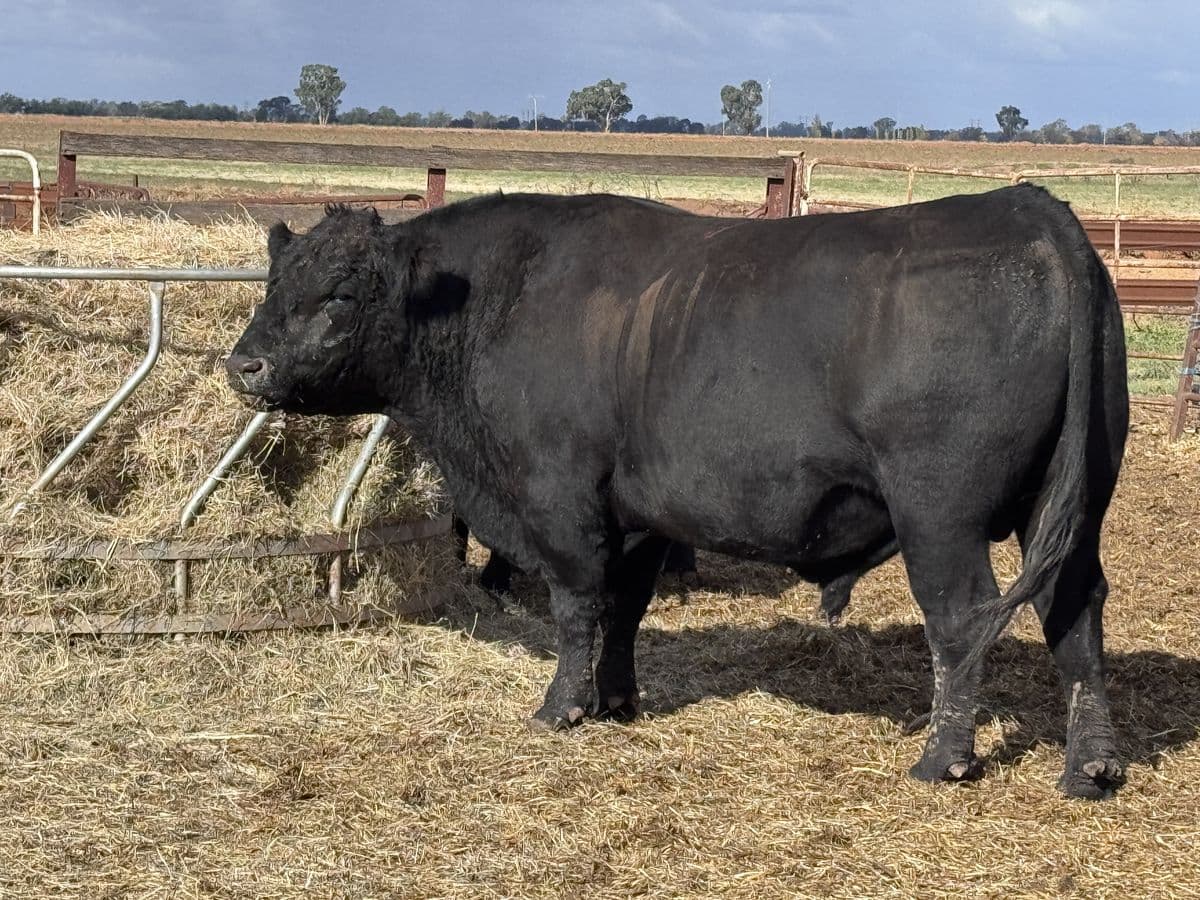 Beef Cattle photo 7