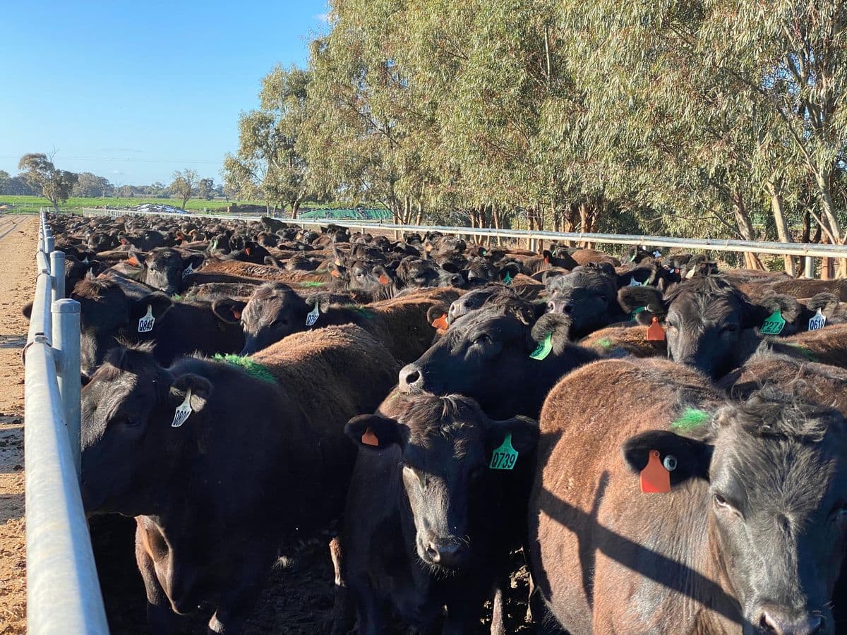 Beef Cattle photo 9