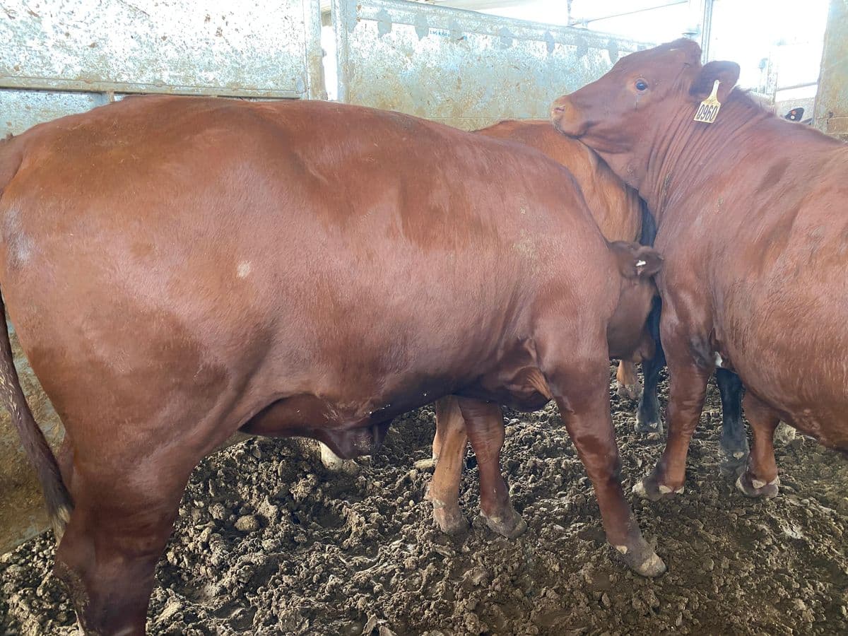 Feeder Cattle photo 11