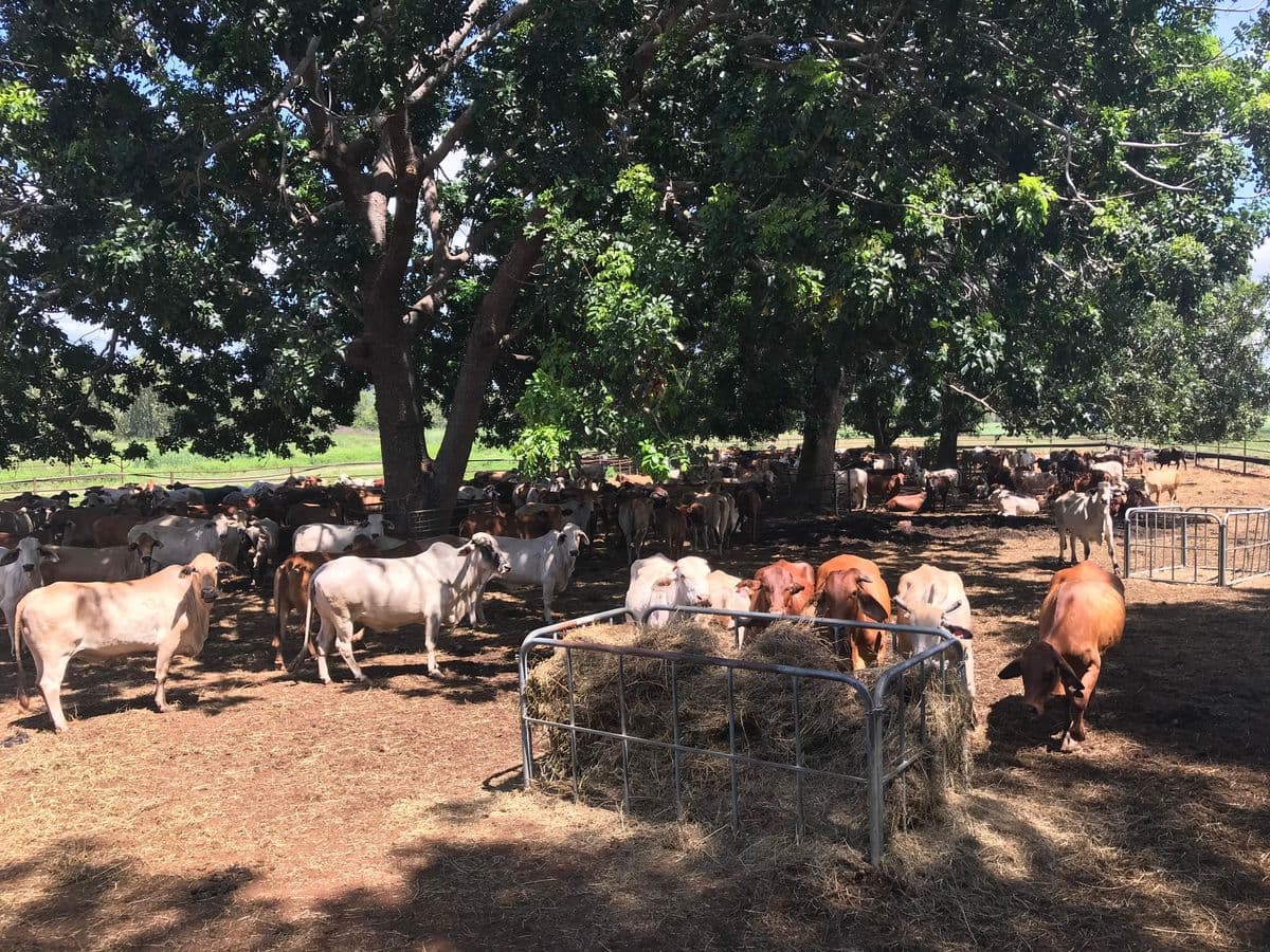 Feeder Cattle photo 2