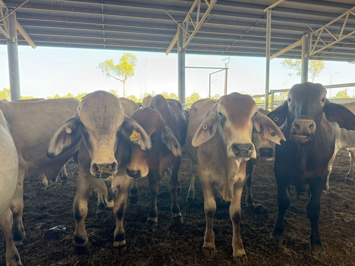 Feeder Cattle photo 8