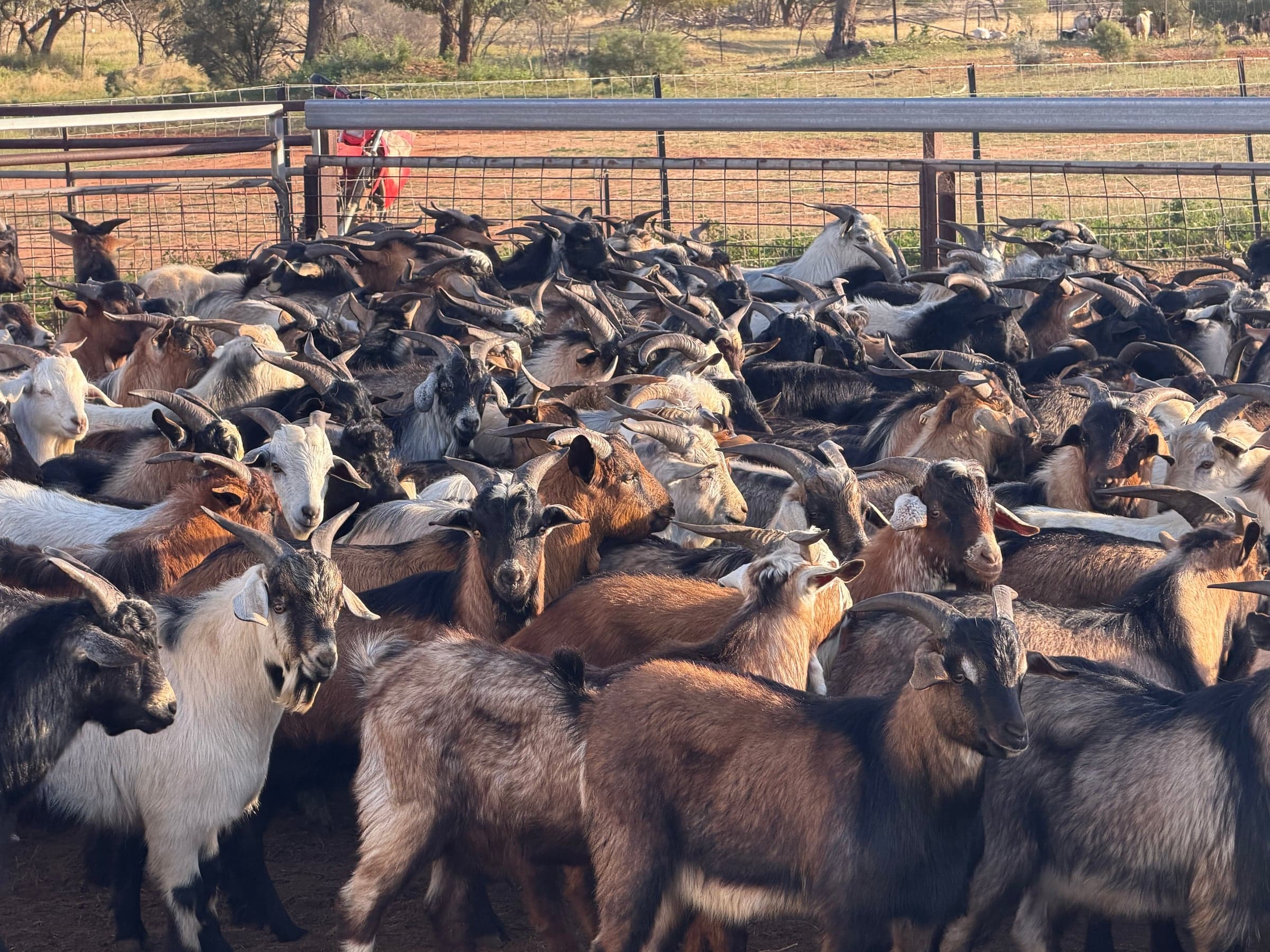 Goats photo 2
