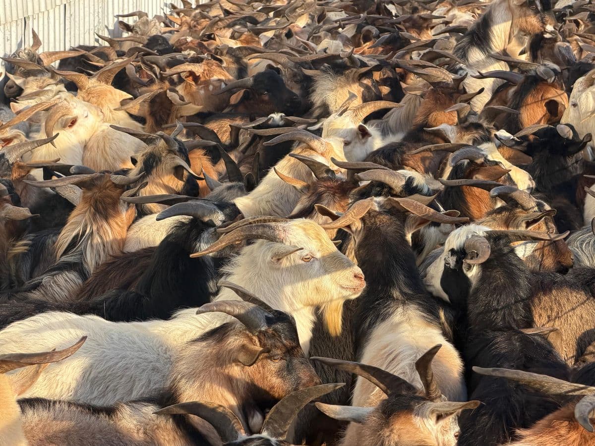 Goats photo 9