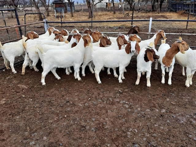 Goats photo 4