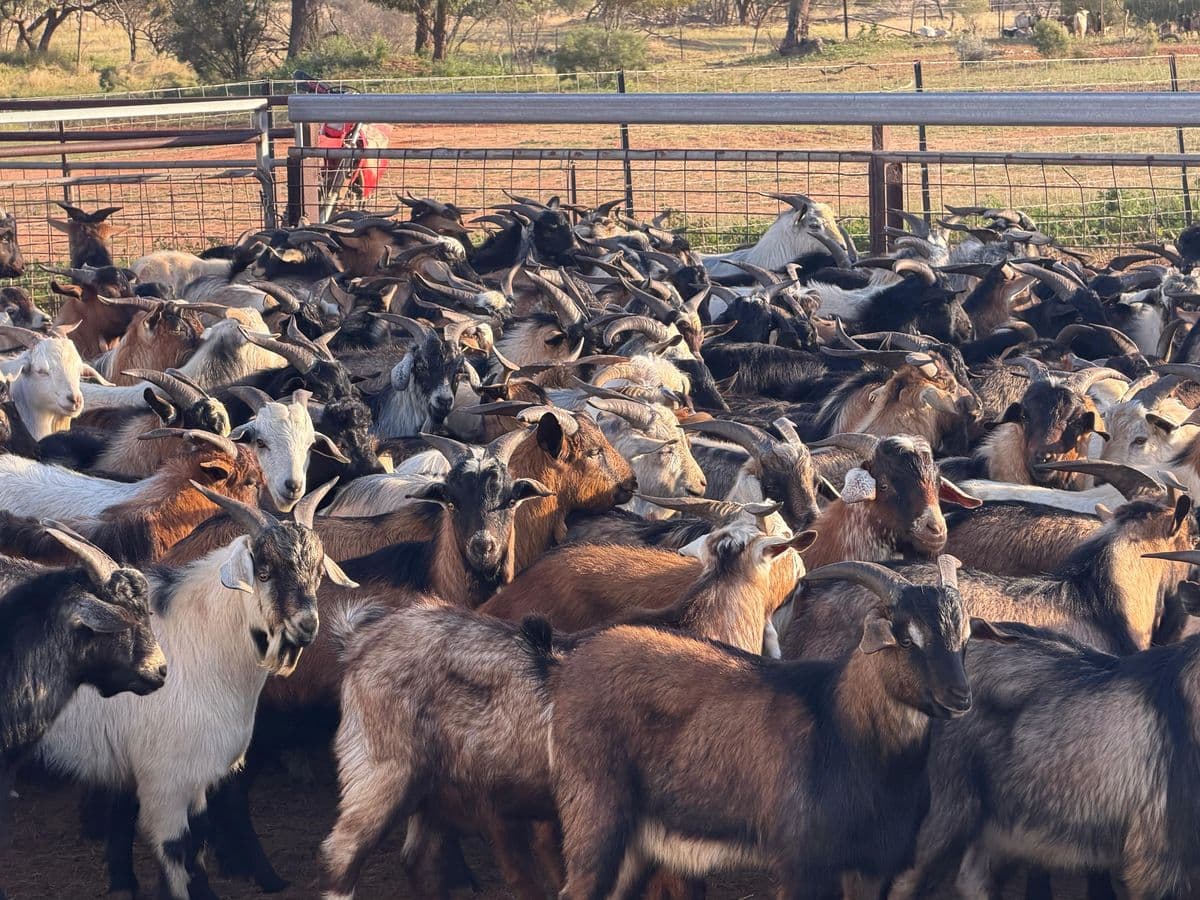 Goats photo 6