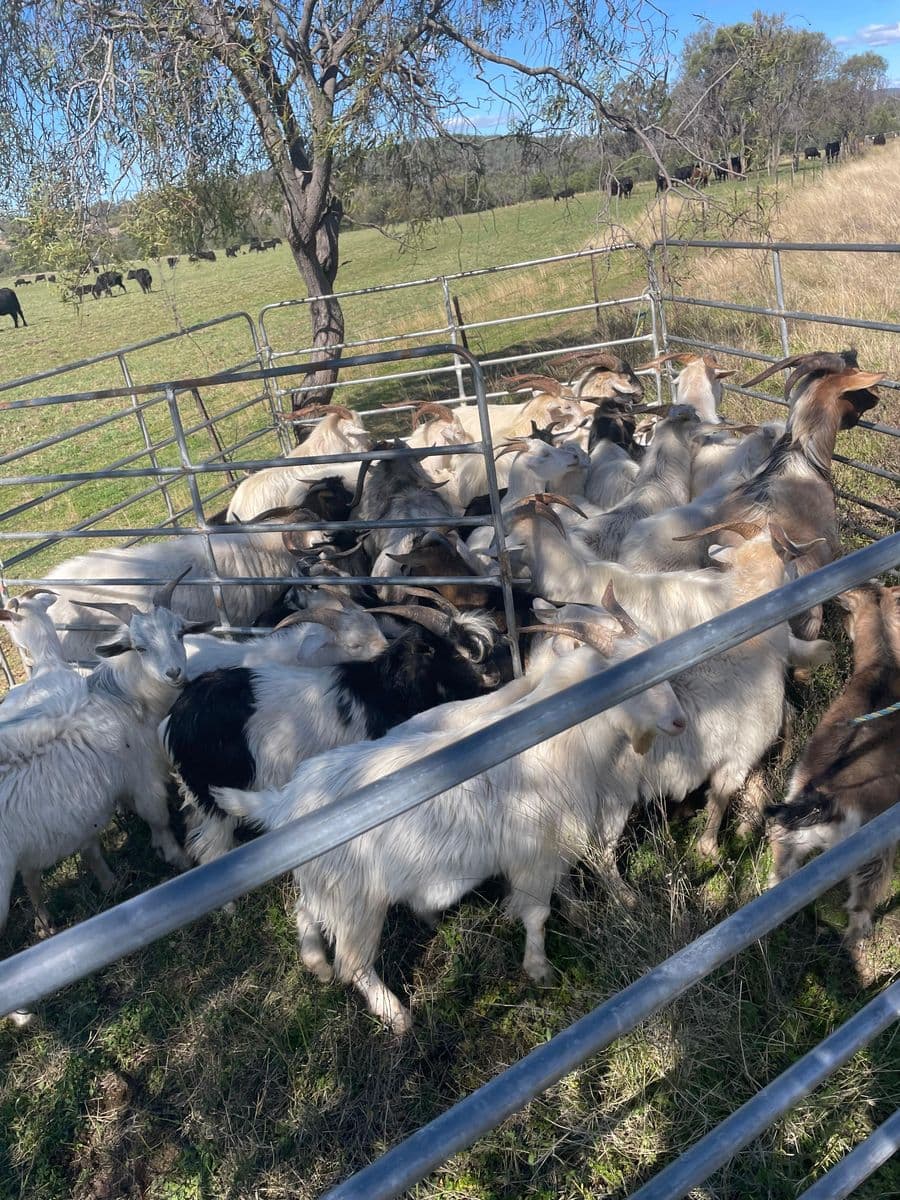 Goats photo 8