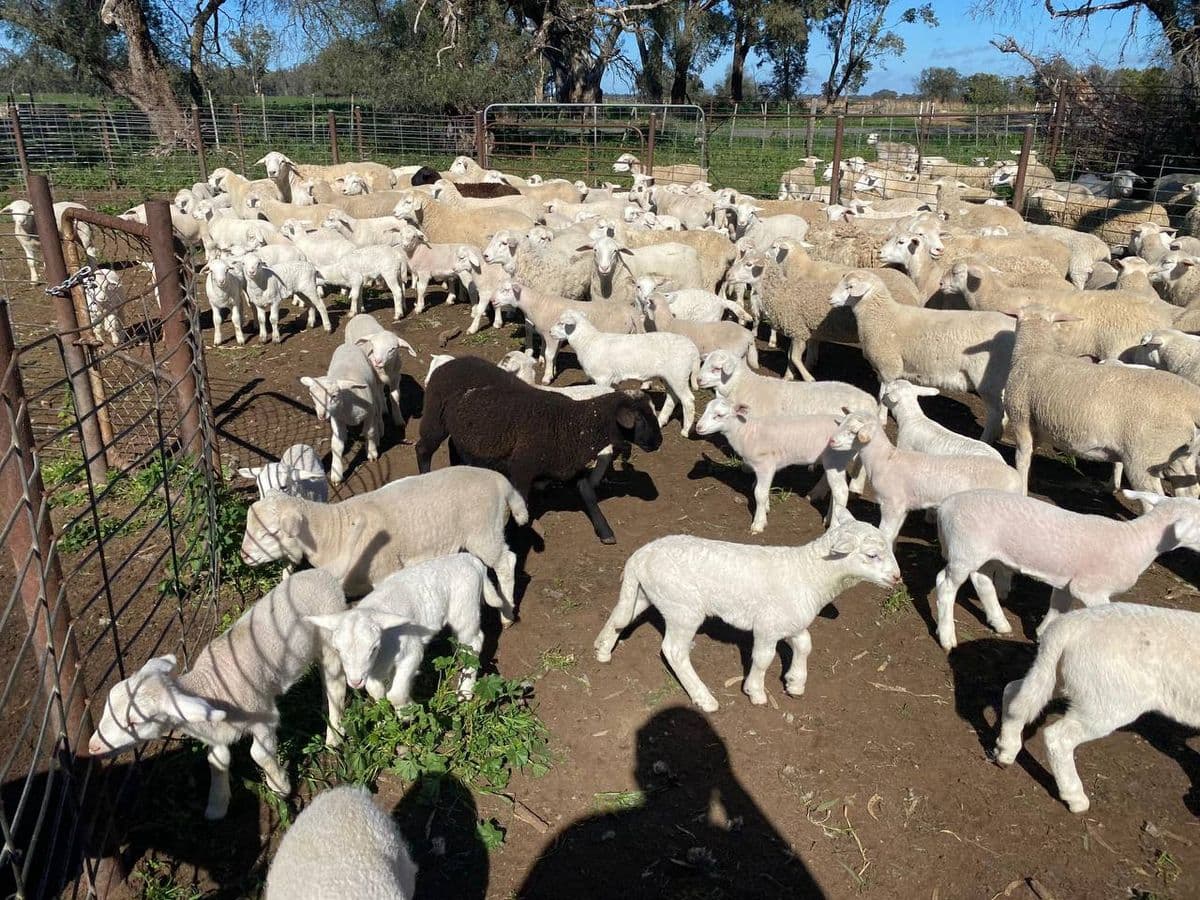 Sheep photo 10