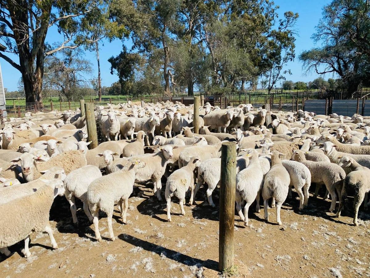 Sheep photo 11