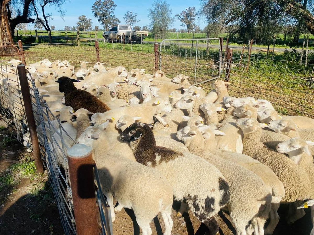 Sheep photo 12