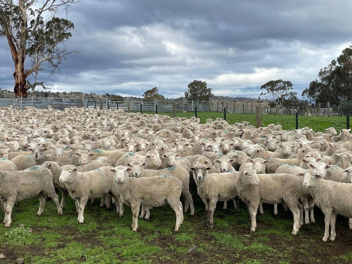 Sheep photo 14