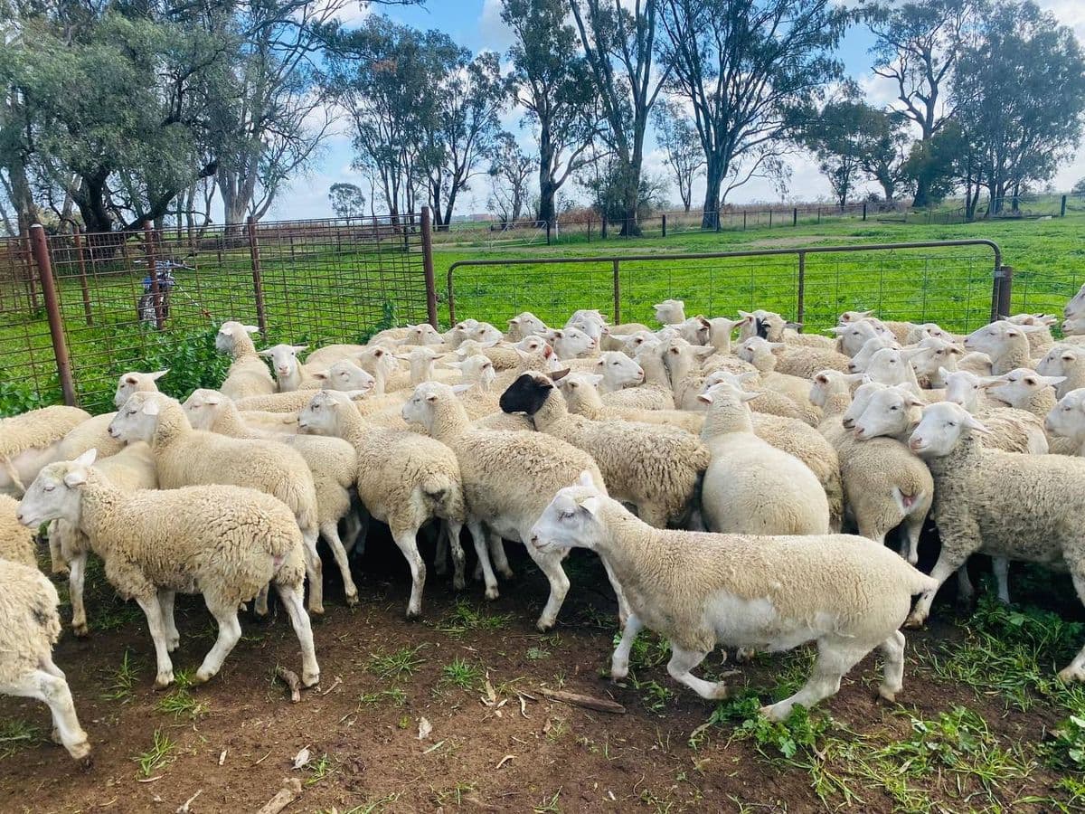 Sheep photo 8