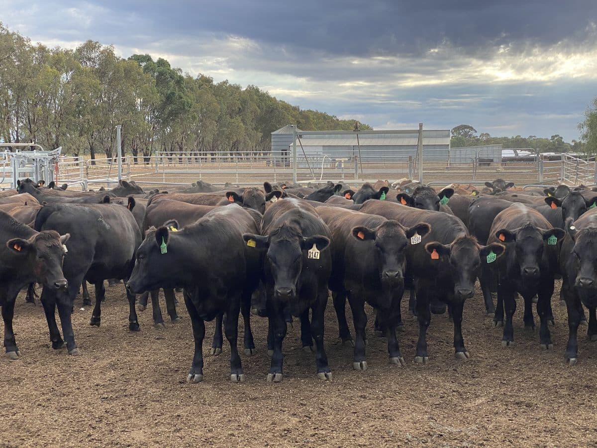 Beef Cattle