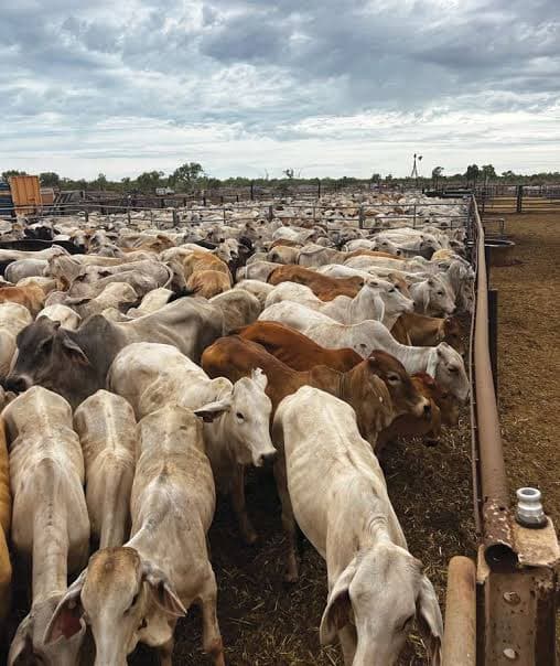 Brahman Cattle photo 1