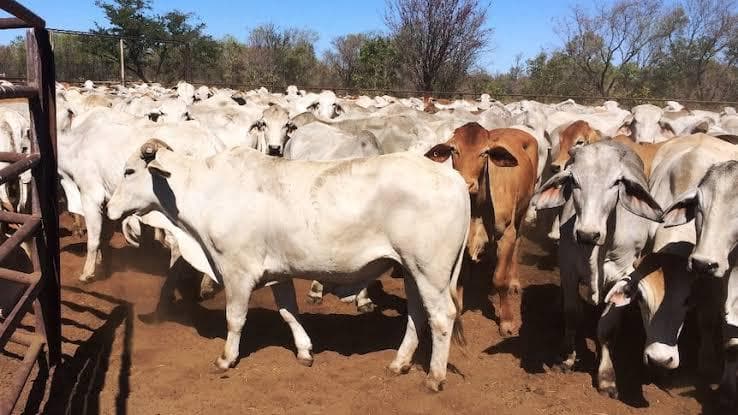 Brahman Cattle photo 12