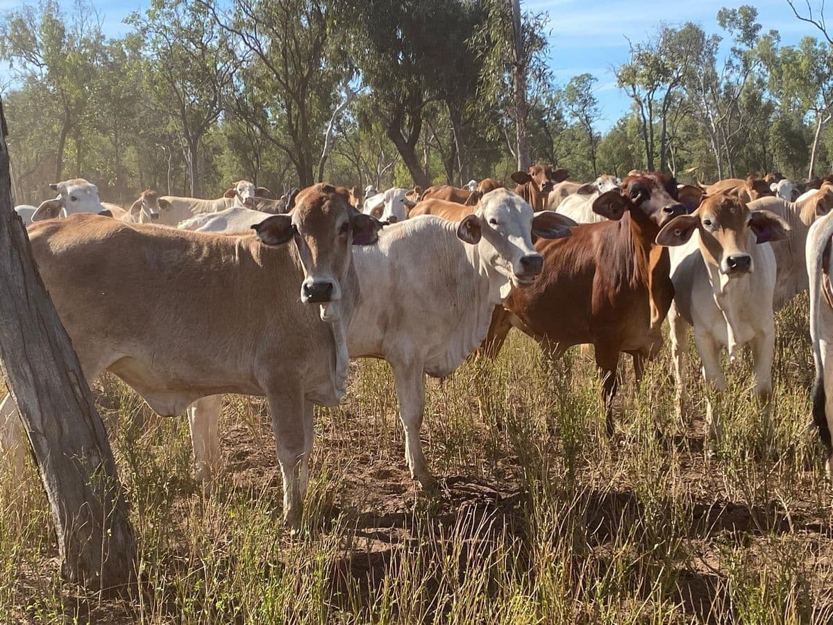 Brahman Cattle photo 15