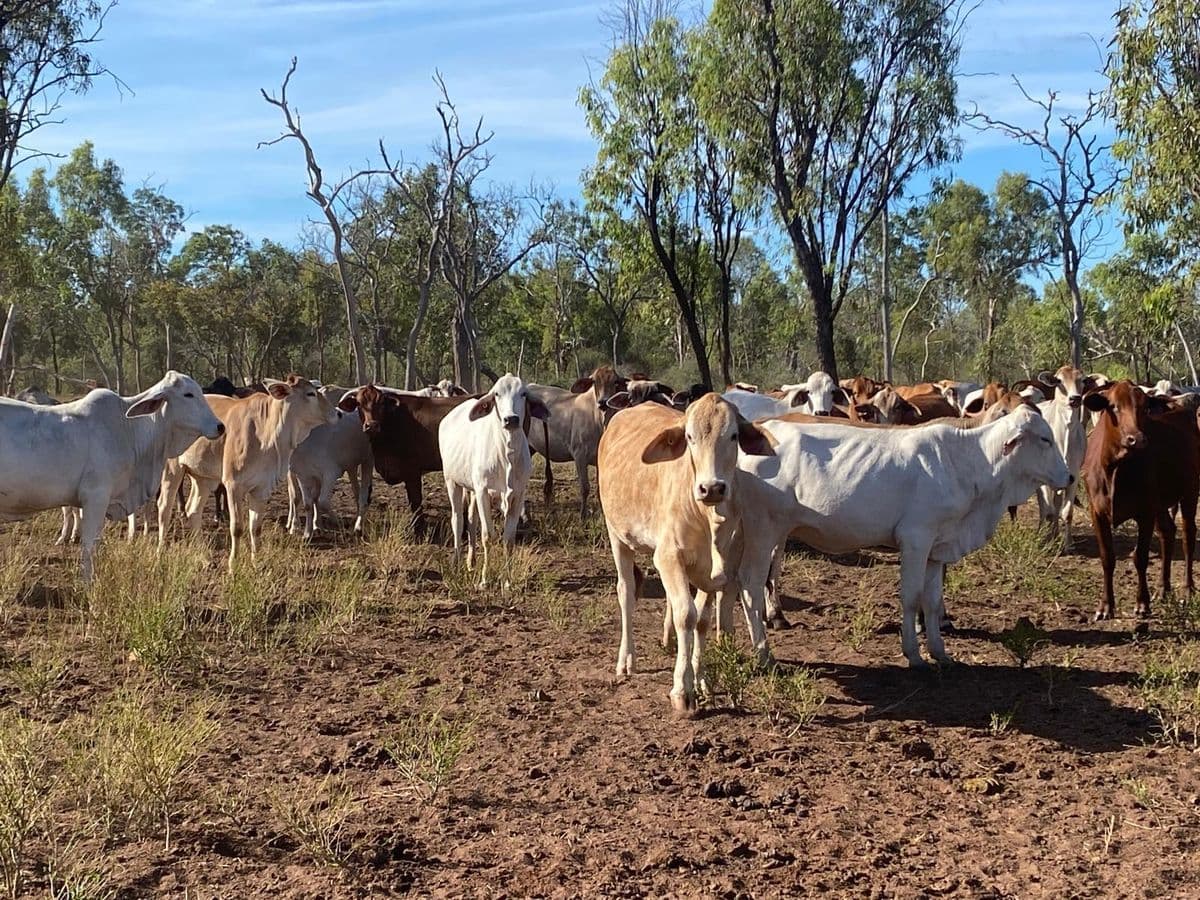 Brahman Cattle photo 16