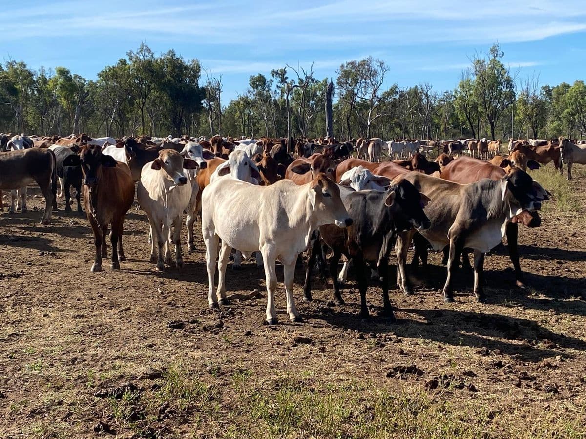 Brahman Cattle photo 17