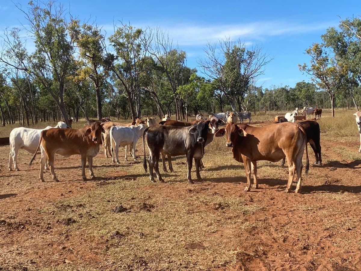 Brahman Cattle photo 18