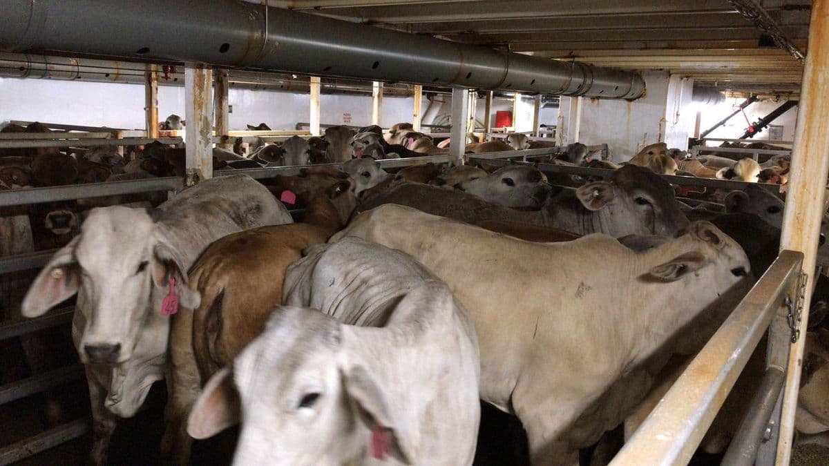 Brahman Cattle photo 4