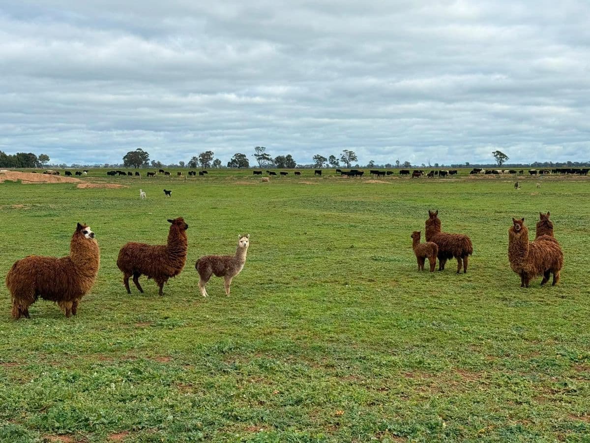 Camelids photo 2