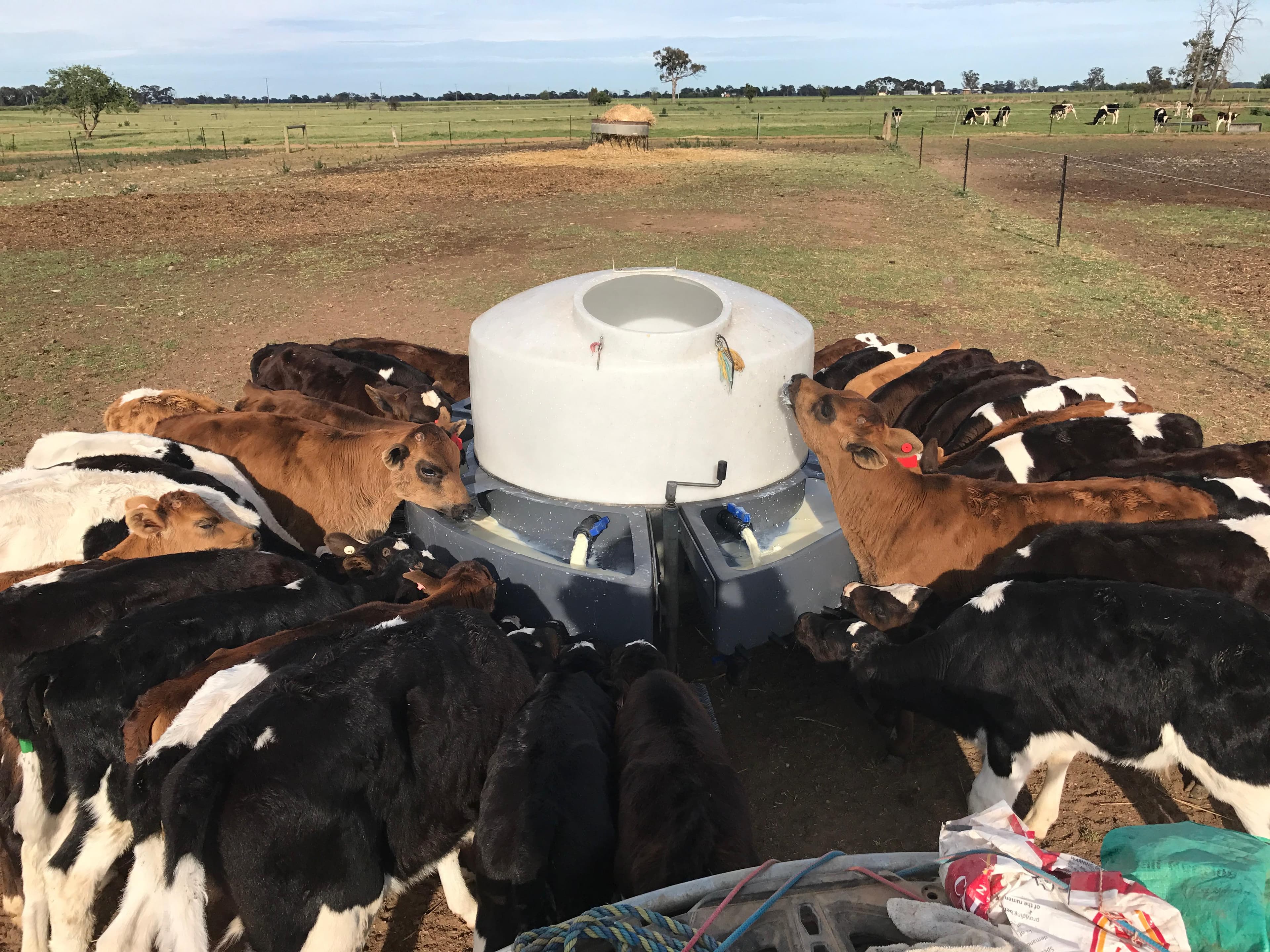 Dairy Cattle photo 12