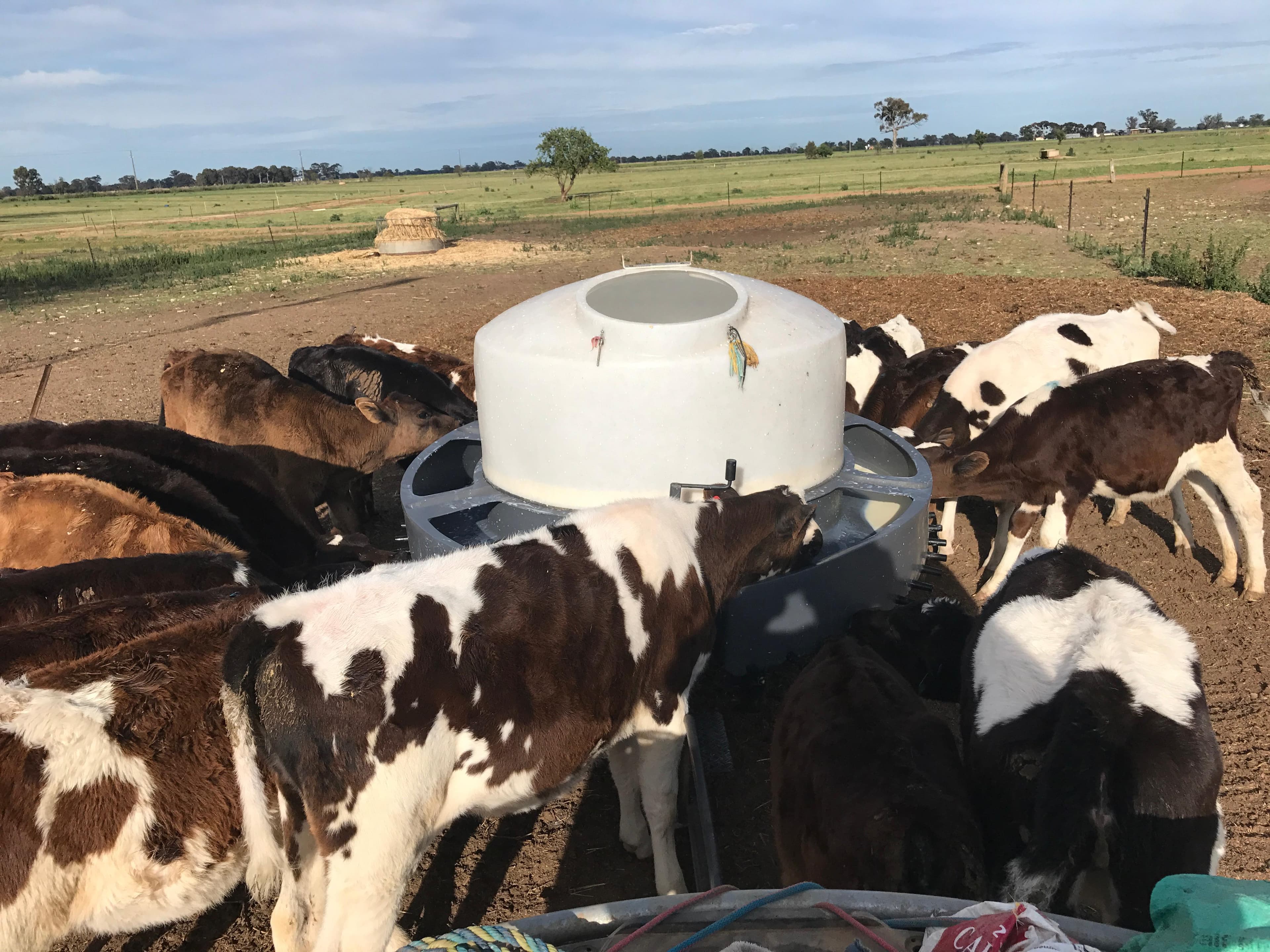 Dairy Cattle photo 13