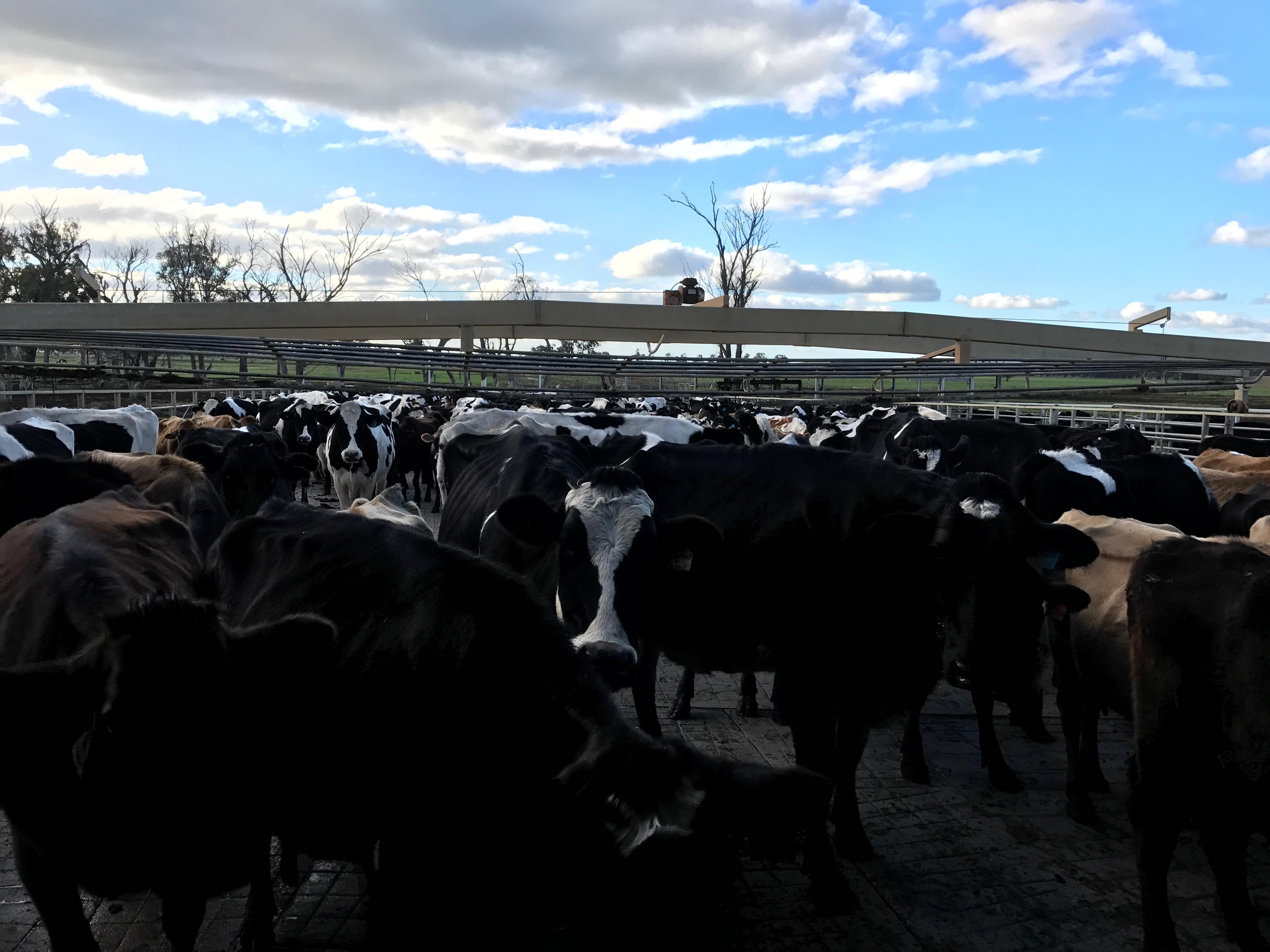 Dairy Cattle photo 14