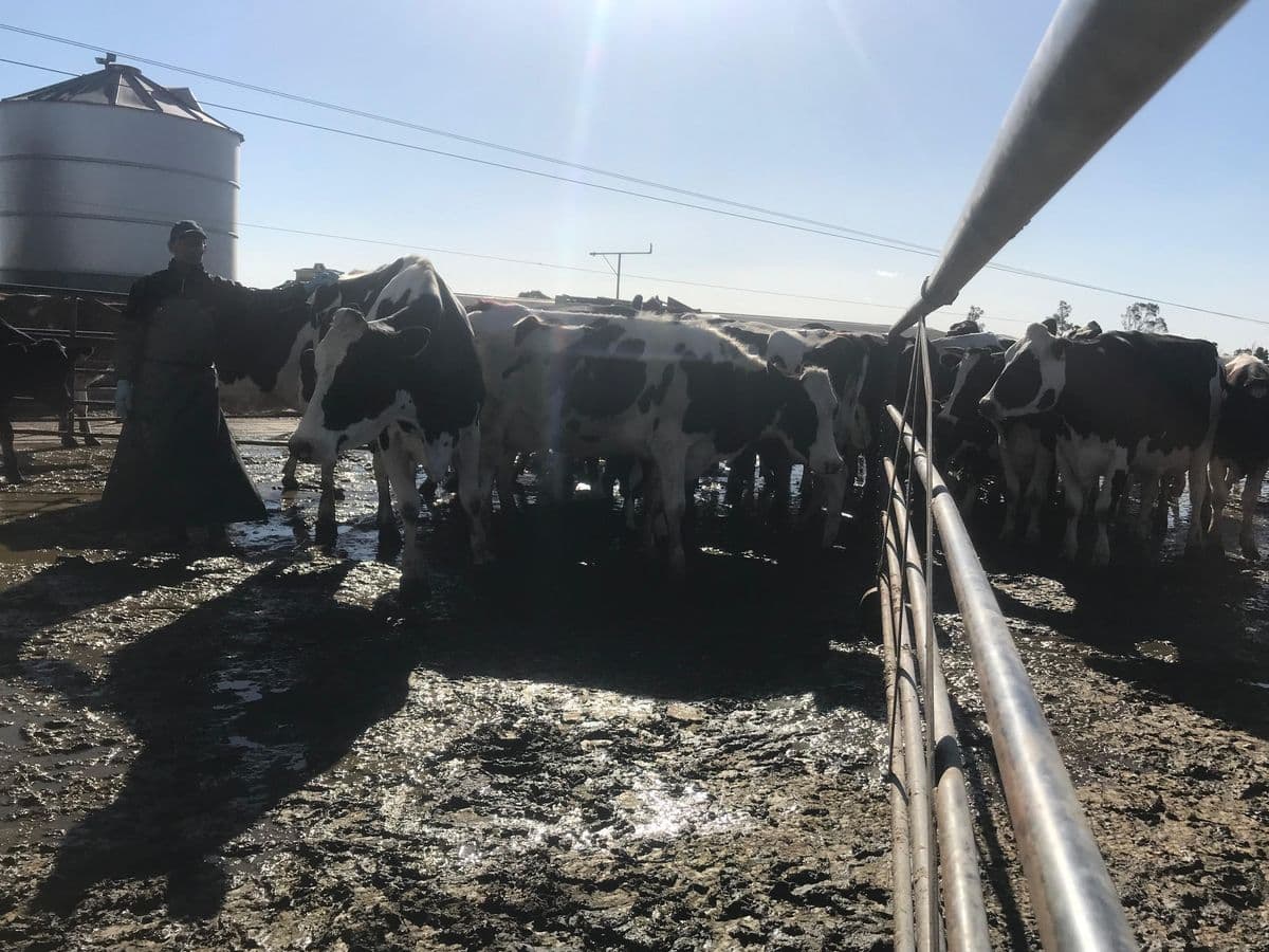 Dairy Cattle photo 15