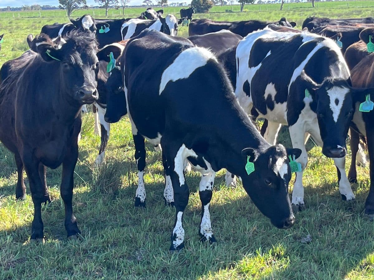 Dairy Cattle