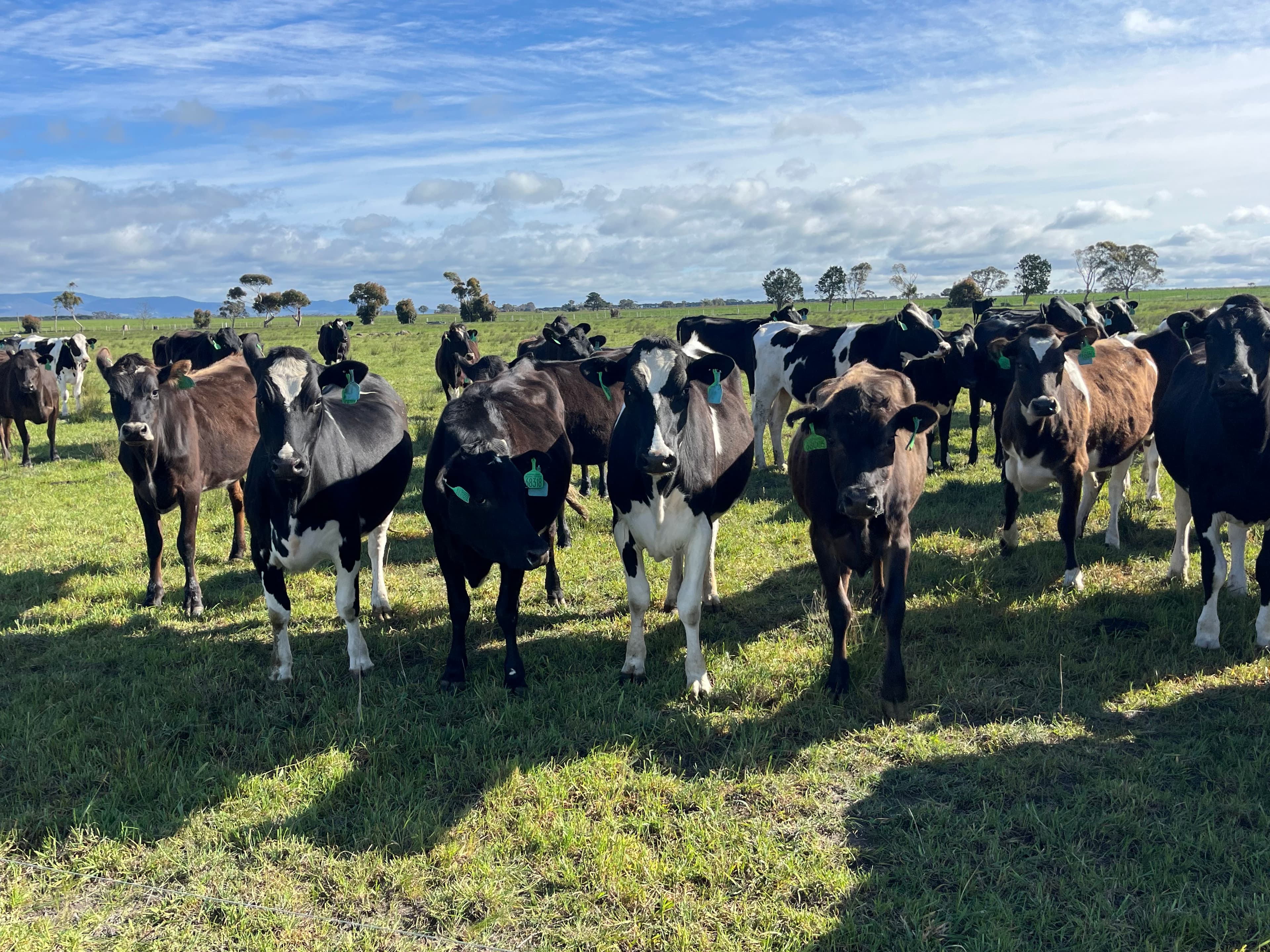 Dairy Cattle photo 4