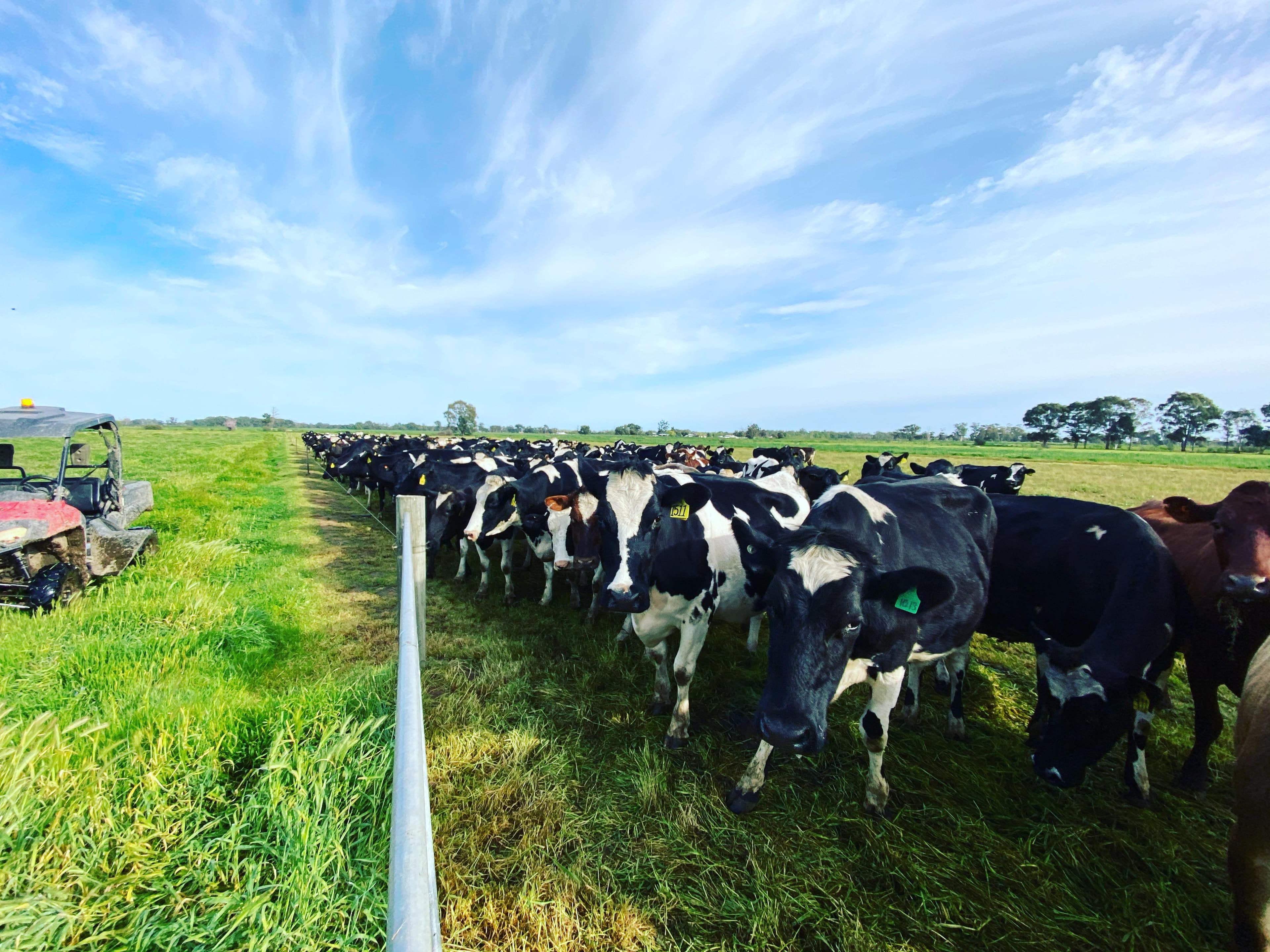 Dairy Cattle photo 5