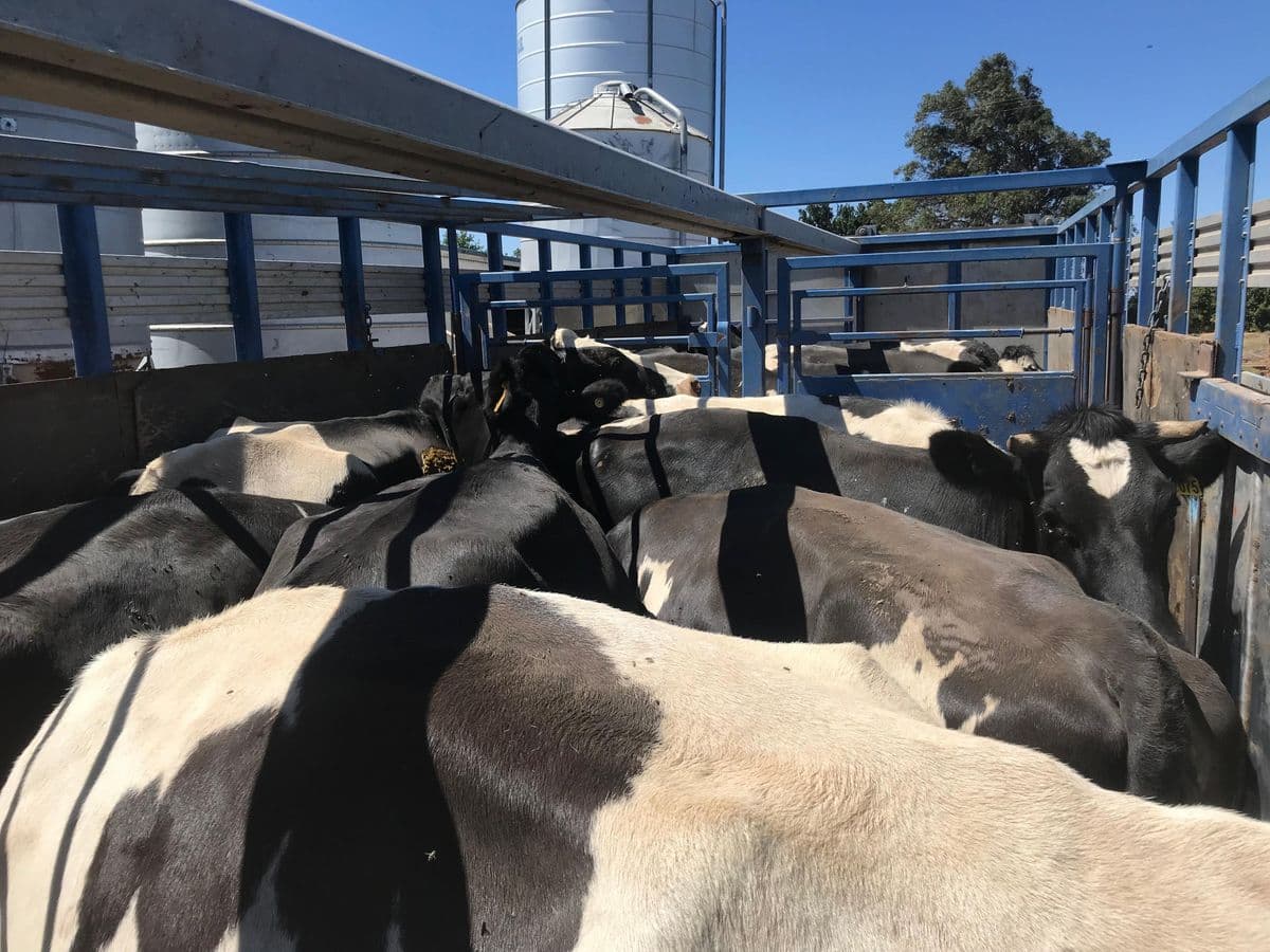 Dairy Cattle photo 6