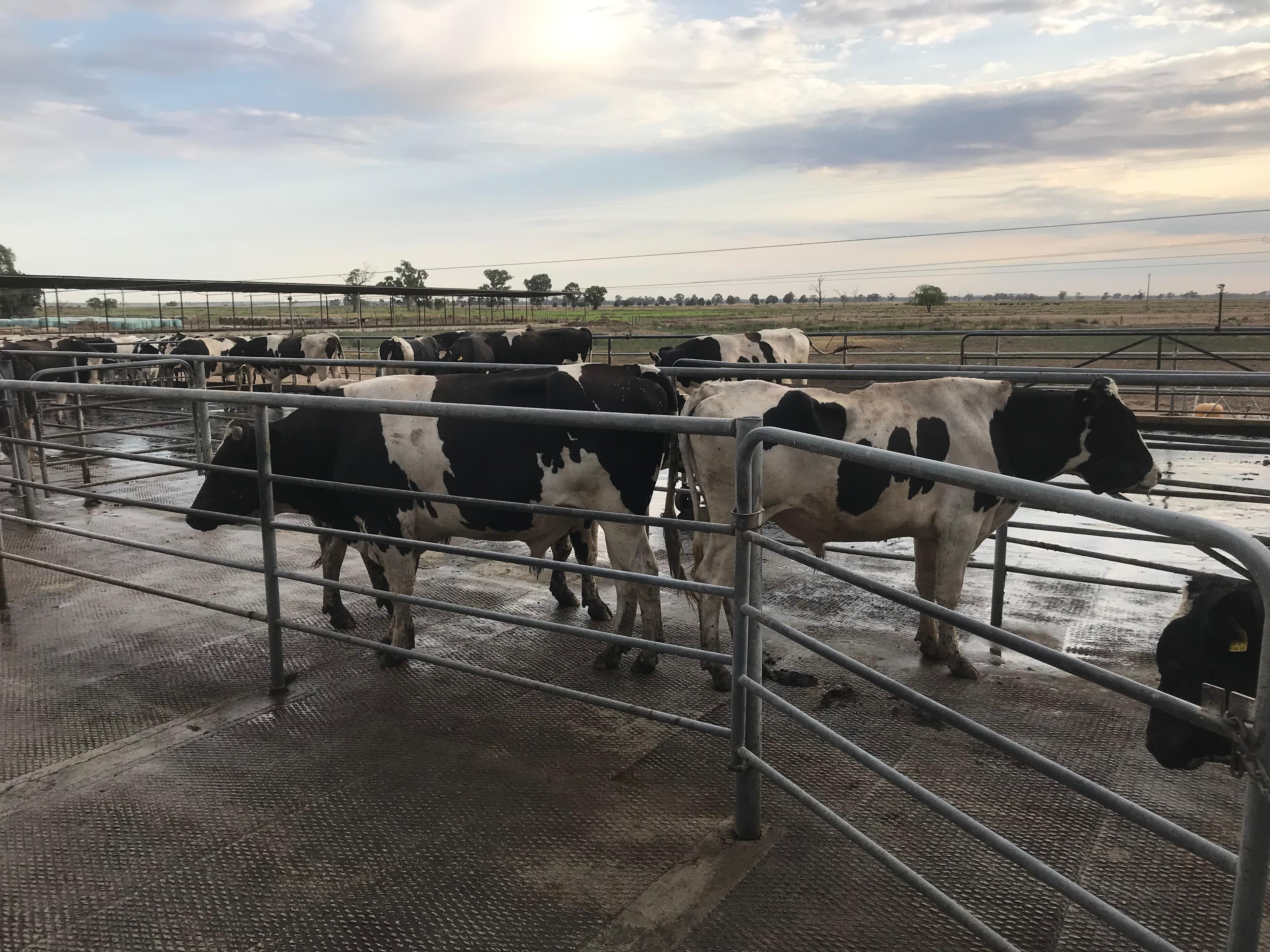 Dairy Cattle photo 7