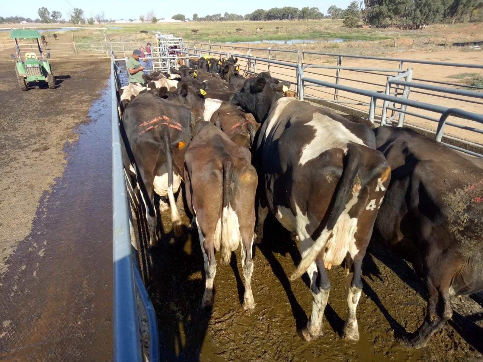 Dairy Cattle photo 8