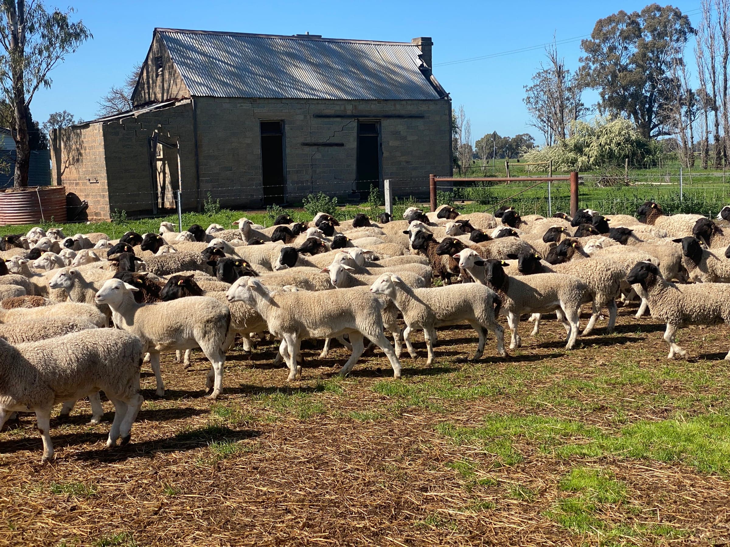 Sheep