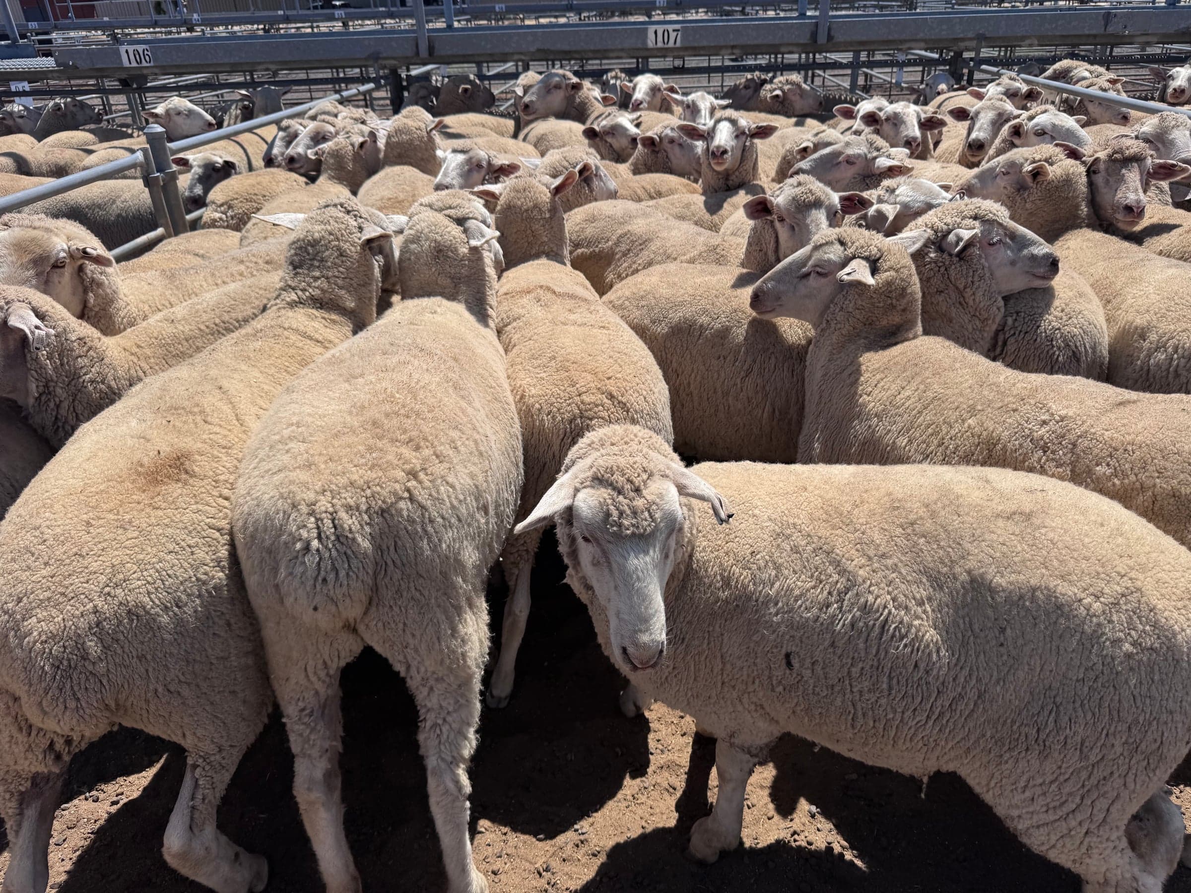 Sheep