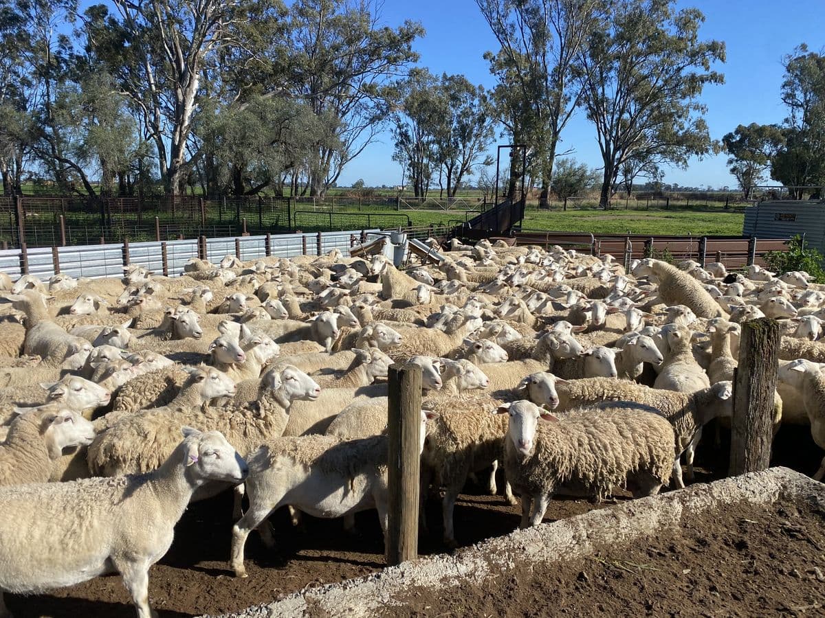 Sheep