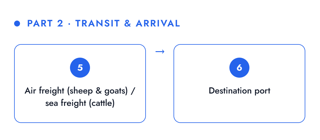 Slaughter export process part 2 — transit and arrival: air or sea freight, destination port